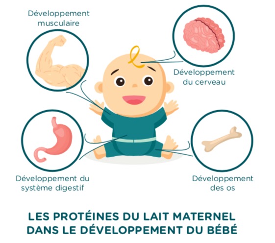 lactoferrine importance des protéines dans le lait maternel