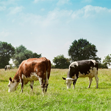 Le bien-être animal : nos vaches